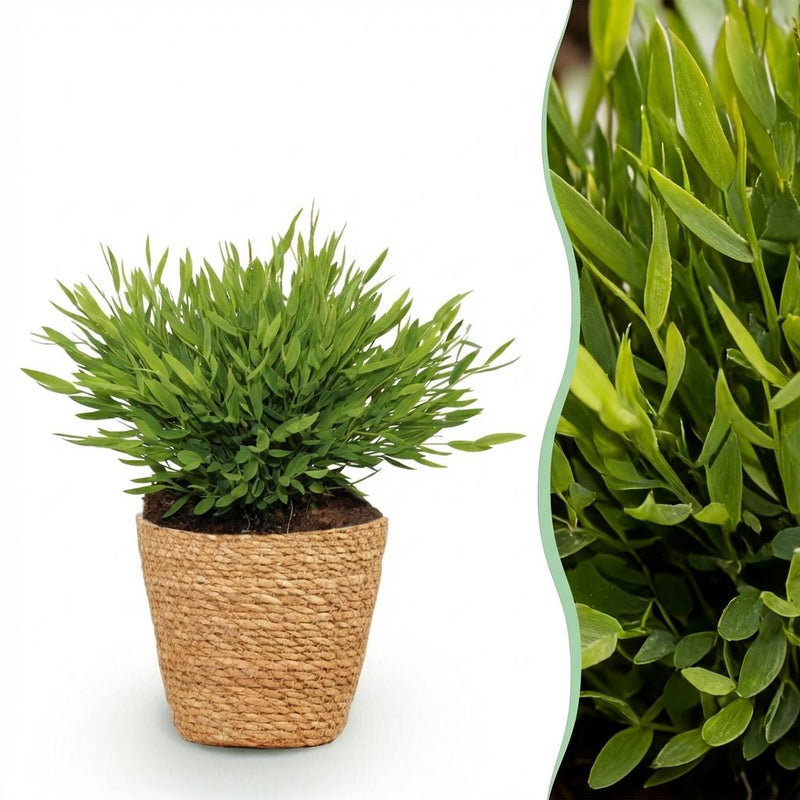 Bamboo Grass 'Monica' Houseplant with Basket - Pet-Friendly