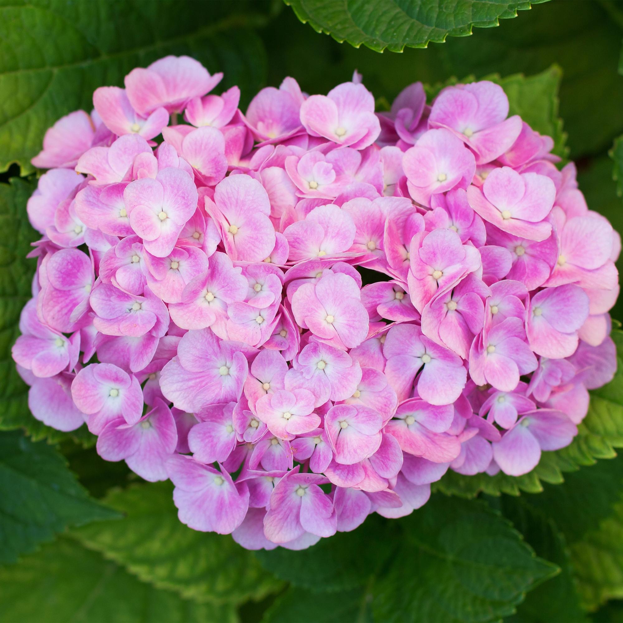 GreenboutiQ - Hortensie - Hydrangea macrophylla Rosa - Blume Rosa - 3 Pflanzen - 1 m2 - Laubabwerfend - Wenig Pflege - Topf 17cm Höhe 30cm