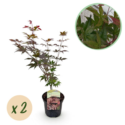 GreenboutiQ Japanischer Ahorn 'Atropurpureum' - Lila, 2 Pflanzen, 70cm