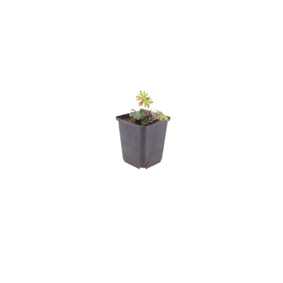 6x Blut-Storchschnabel (Geranium sanguineum), 10-25cm, 9cm Topf