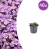 48x Thymus praecox 'Purple Beauty' - Lavendel-Thymian - 10-25cm Bild 1
