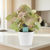 Syngonium Red Heart Houseplant in 14cm Pot, 30cm tall Bild 2