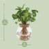 Syngonium Pixie Hydroponic Plant in a Ø12cm Pot Bild 2