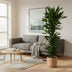Dracaena Janet Lind verzweigt, 170 cm, Ø34 Bild 3