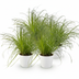 Green BoutiQ Cyperus alternifolius Zumula - 4 Plants incl. Pots Bild 2