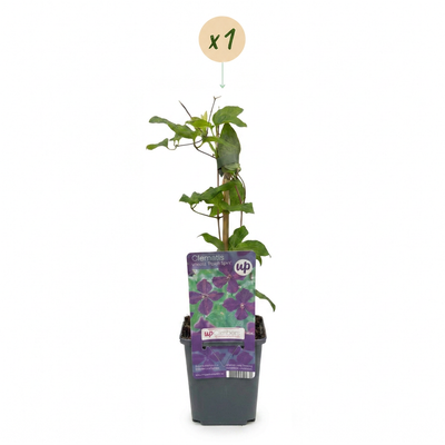 Clematis Viticella Polish Spirit - Lila Kletterpflanze, Ø9cm, 35cm