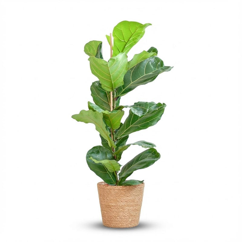 Ficus Lyrata Geigenblatt, 80cm, mit Seegras-Korb