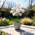 Magnolia stellata Stamm Pflanze - Weiße Blüte, winterhart, 90cm Bild 6