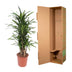 Dracaena Riki, 140 cm tall, Ø30 cm pot Bild 4