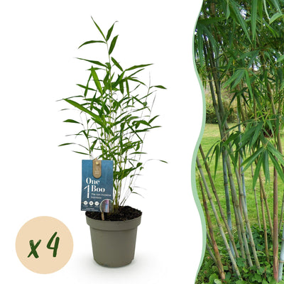 GreenboutiQ Bambus 'Blue Dragon' – 4 Pflanzen, Immergrün, Nicht Ausbreitend