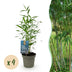 GreenboutiQ Bambus 'Blue Dragon' – 4 Pflanzen, Immergrün, Nicht Ausbreitend Bild 1