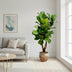Ficus Lyrata XL Geigenfeige 200cm mit Ø32cm Topf Bild 4