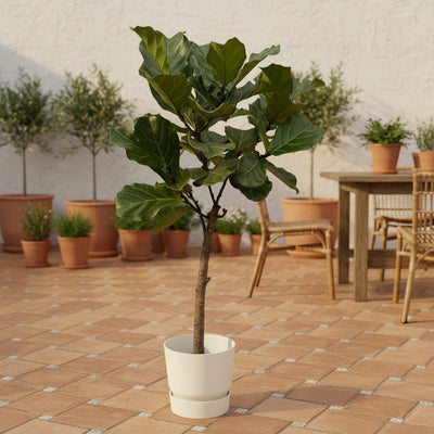 Ficus Lyrata Geigenfeige Stamm mit Topf 160cm Ø30cm