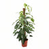 Epipremnum Pinnatum Albo Variegata, 125cm, Ø24cm Bild 1