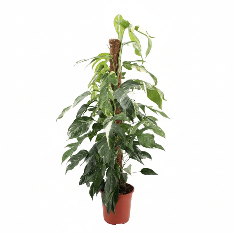 Epipremnum Pinnatum Albo Variegata, 125cm, Ø24cm