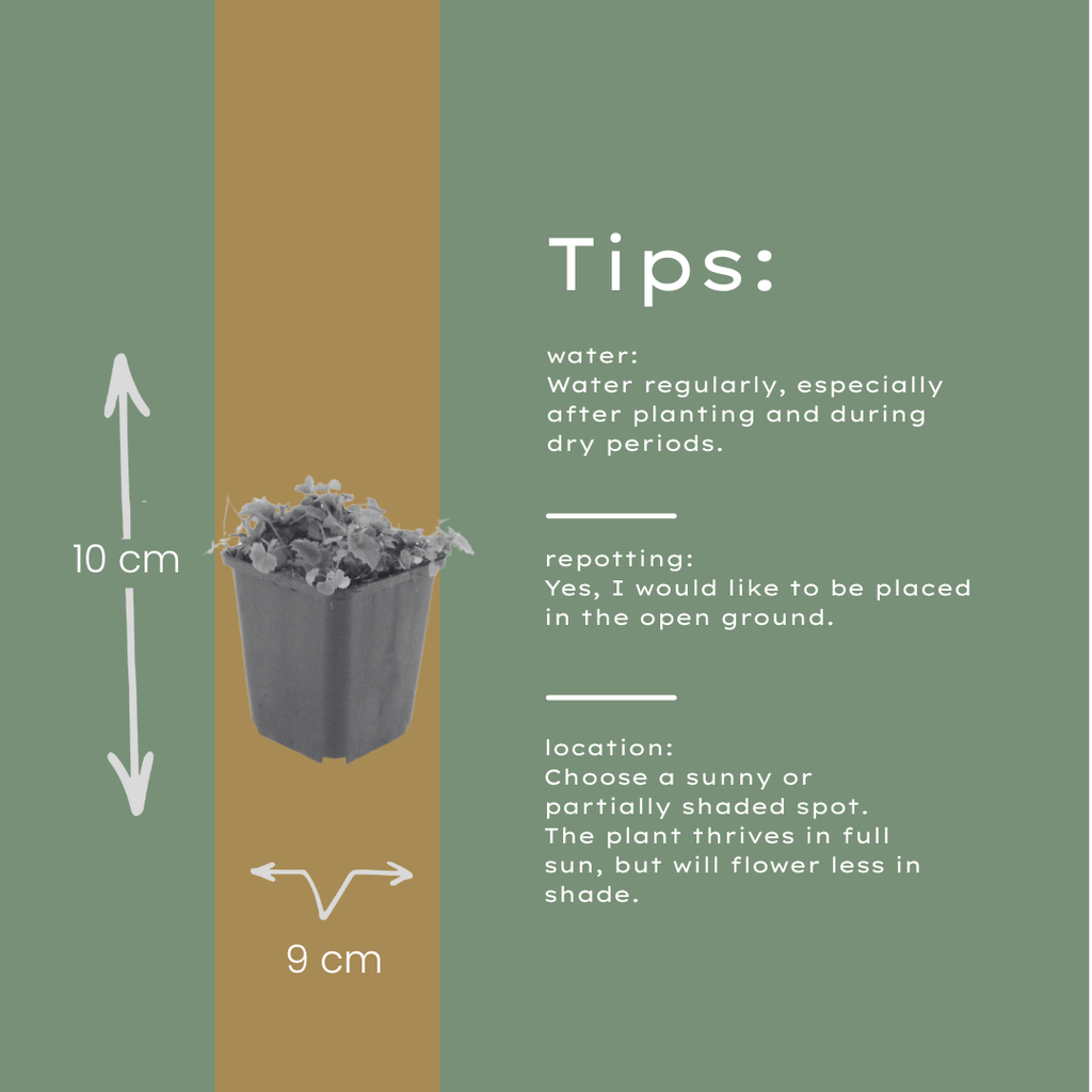 Campanula poscharskyana (Polster-Glockenblume) - 12er Pack