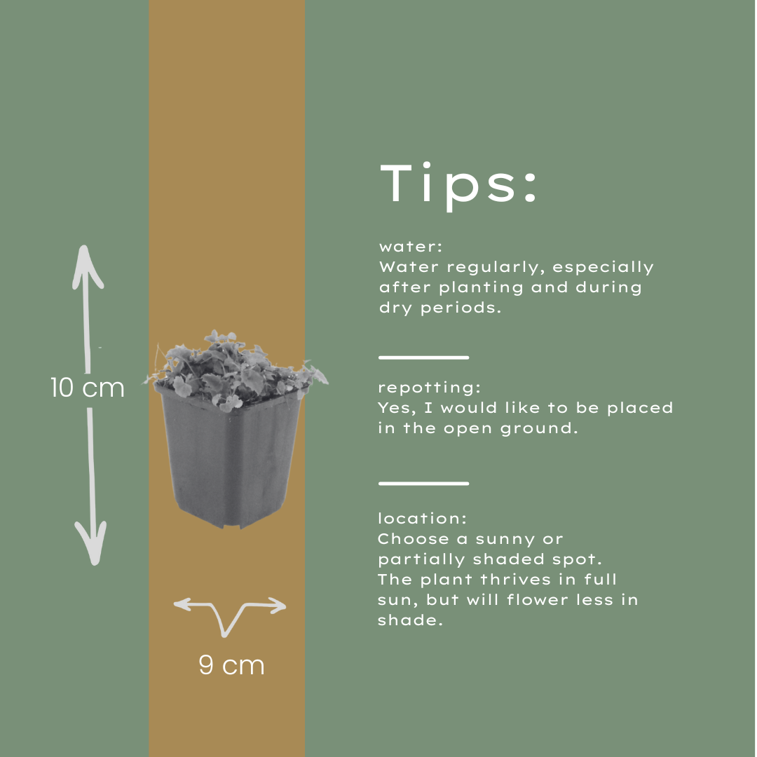 Campanula poscharskyana (Polster-Glockenblume) - 12er Pack