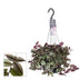 Tradescantia Zebrina Purpusii Hängeampel, Ø17cm, ↕30cm Bild 2