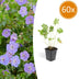 60x Geranium Rozanne - bedding plant, 10-25cm, Ø9cm Bild 1