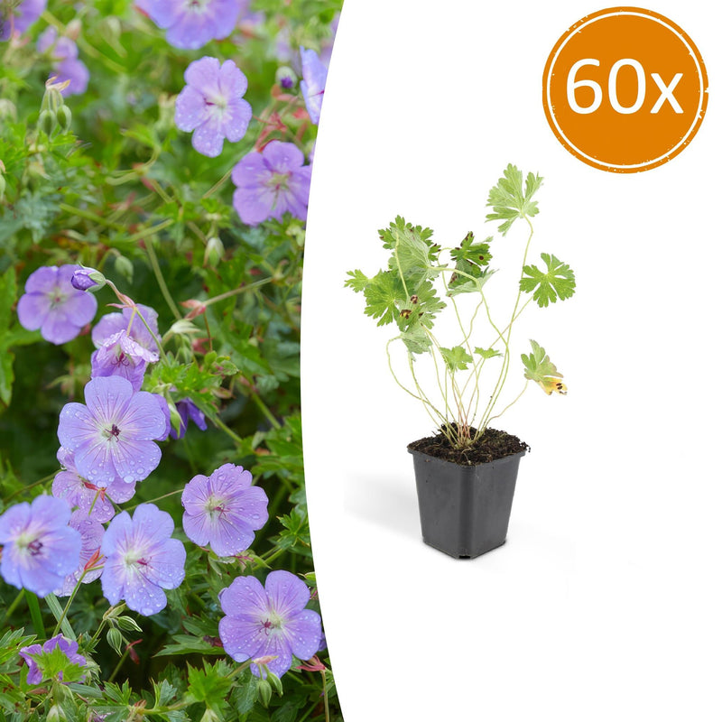 60x Geranium Rozanne - bedding plant, 10-25cm, Ø9cm
