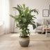 Caryota Mitis - Fischschwanzpalme, Ø24cm, H110cm Bild 3