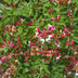 GreenboutiQ Honeysuckle 'Lonicera Serotina' - 2 Plants Pink/White Bild 7