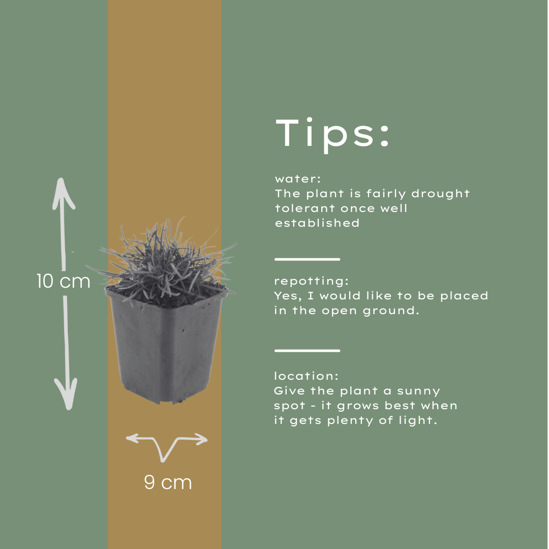 12x Armeria maritima 'Splendens' - 10-25cm - Ø9cm Topf