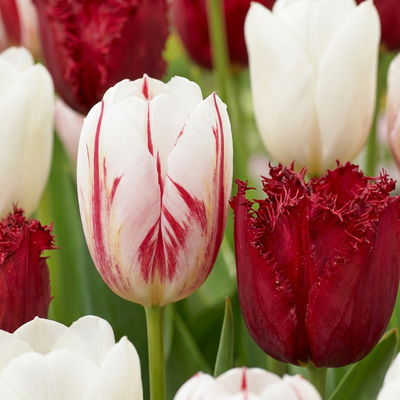 15x Tulpen Dutch Design Rosa/Weiß - Frühlingsblüher Zwiebeln