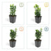 6x Euonymus japonicus 'Green Spire' Heckenpflanze, 10-25cm Bild 4