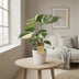 Monstera Thai Constellation im 15cm Topf, ca. 50cm hoch Bild 3