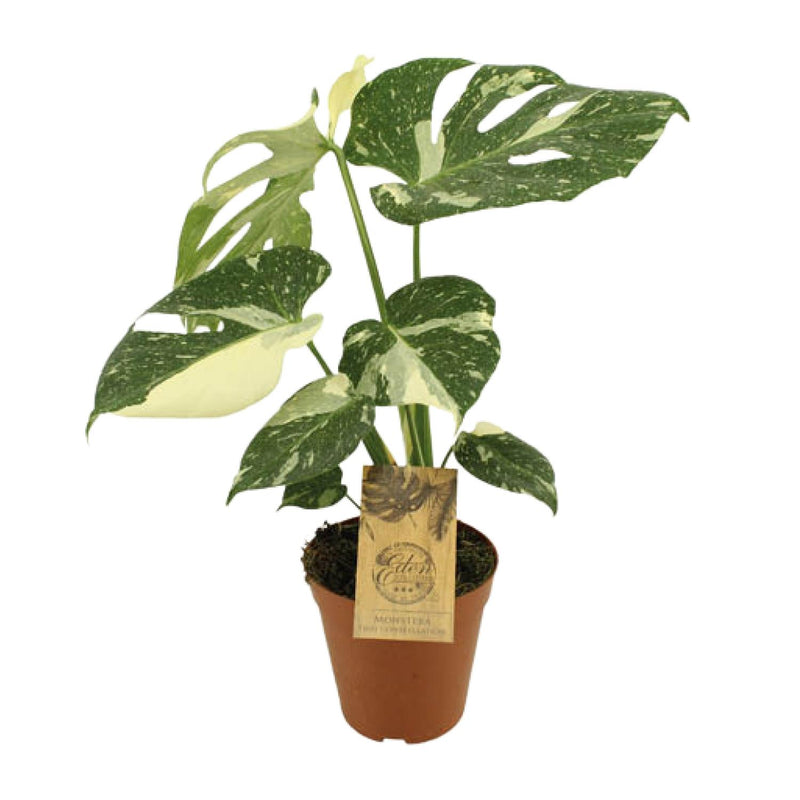 Monstera Thai Constellation im 15cm Topf, ca. 50cm hoch