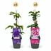 12x Clematis Duo Purple & Pink - Waldrebe Duo Purple & Pink - Lila - Rosa - Weiß - Kletterpflanze - Ø9cm - ↕35cm Bild 2
