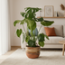 Monstera Deliciosa Tauerii im Ø21cm Topf, 70-90cm hoch Bild 5