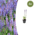 6x Salvia nem. 'Caradonna' - Stauden - 10-25cm Bild 1