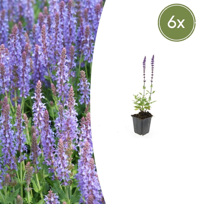 6x Salvia nem. 'Caradonna' - Stauden - 10-25cm