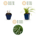 Green boutiQ - Grasses - Carex morrowii Ice Dance - Japanese Sedge - Evergreen - Cream-Green - 24 Plants - Pot 11cm - Height 15-25cm Bild 4