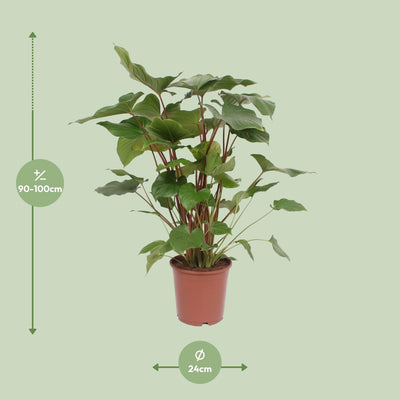 Homalomena Rubescens Maggy – Schöne Zimmerpflanze Ø24cm ↕90cm