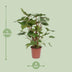 Homalomena Rubescens Maggy – Schöne Zimmerpflanze Ø24cm ↕90cm Bild 2