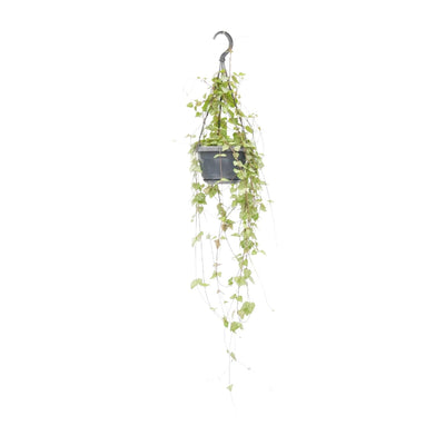 Ceropegia Linearis 'Iris' – Herzblumen-Ranke im 14cm Topf