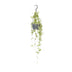 Ceropegia Linearis 'Iris' – Herzblumen-Ranke im 14cm Topf Bild 1