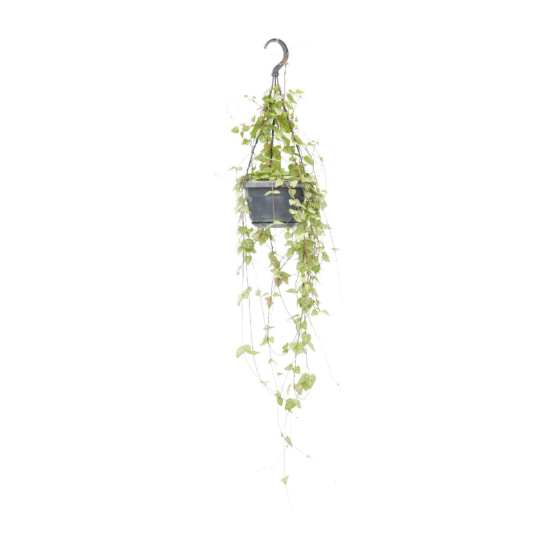 Ceropegia Linearis 'Iris' – Herzblumen-Ranke im 14cm Topf