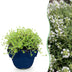 Green boutiQ - Perennials - Thymus praecox Albiflorus - White Creeping Thyme - Fragrant - White - 6 Plants - Pot 11cm - Height 15-25cm Bild 1
