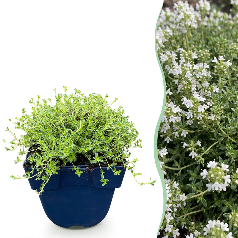 Green boutiQ - Perennials - Thymus praecox Albiflorus - White Creeping Thyme - Fragrant - White - 6 Plants - Pot 11cm - Height 15-25cm