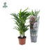Dypsis Lutescens (Goldfruchtpalme) - Ø17cm - ↕65cm Bild 2