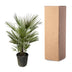 Chamaerops Humilis Zwergpalme – 150cm, frosttolerant, für Sonne Bild 4