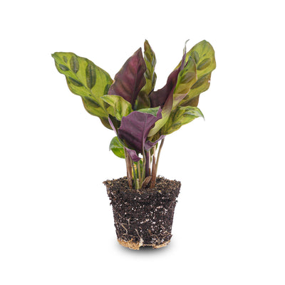 Calathea Lancifolia (Pfauenpflanze) - Terrarienpflanze im Topf 6