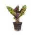 Calathea Lancifolia (Pfauenpflanze) - Terrarienpflanze im Topf 6 Bild 2