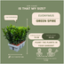 24x Euonymus 'Green Spire' Heckenpflanzen Ø 7cm, ↨ 15cm Bild 3