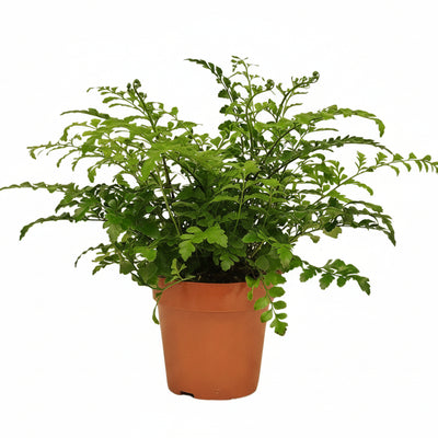 Asplenium Parvati - Farn (Ø12cm, ↕35cm) - Eleganz für Ihr Zuhause