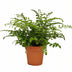 Asplenium Parvati - Farn (Ø12cm, ↕35cm) - Eleganz für Ihr Zuhause Bild 1